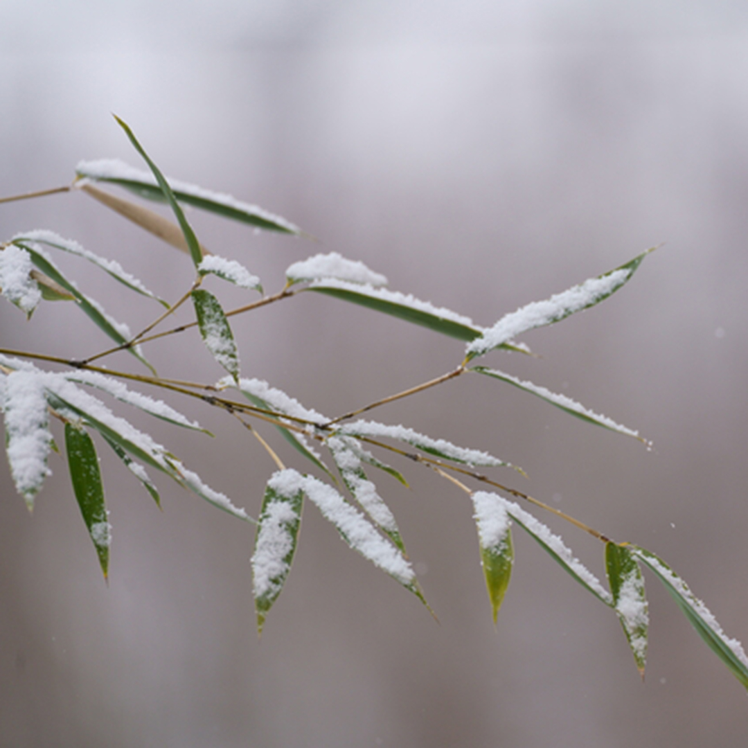 萬時 雪の葉 4